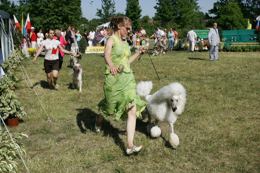 Przez lata wystawa psów Prestige odbywała się zawsze w Lesznie w maju: na stadionie albo na lotnisku