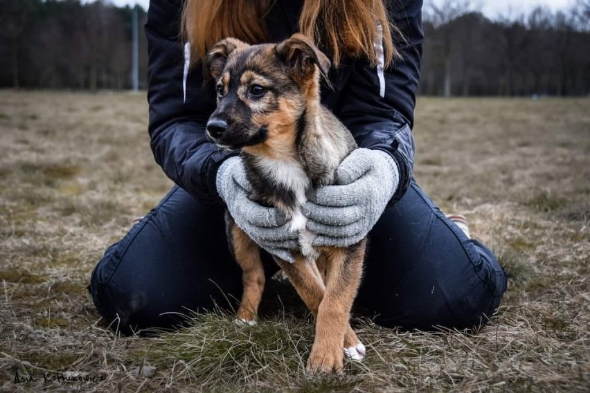 Chrupek ma już 4 miesiące. Został dwukrotnie zaszczepiony,...