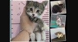 8 sierpnia - Międzynarodowy Dzień Kota. Te śliczne kociaki szukają swoich nowych rodziny. Podaruj im dom