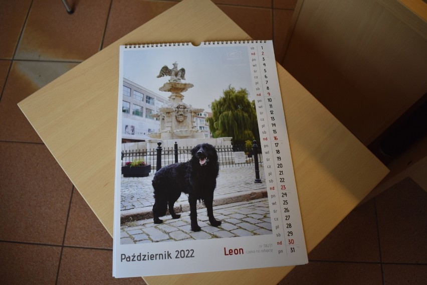 Schronisko w Szczecinie i wyjątkowe kalendarze na 2022 rok. Psy pozują na tle znanych miejsc w mieście