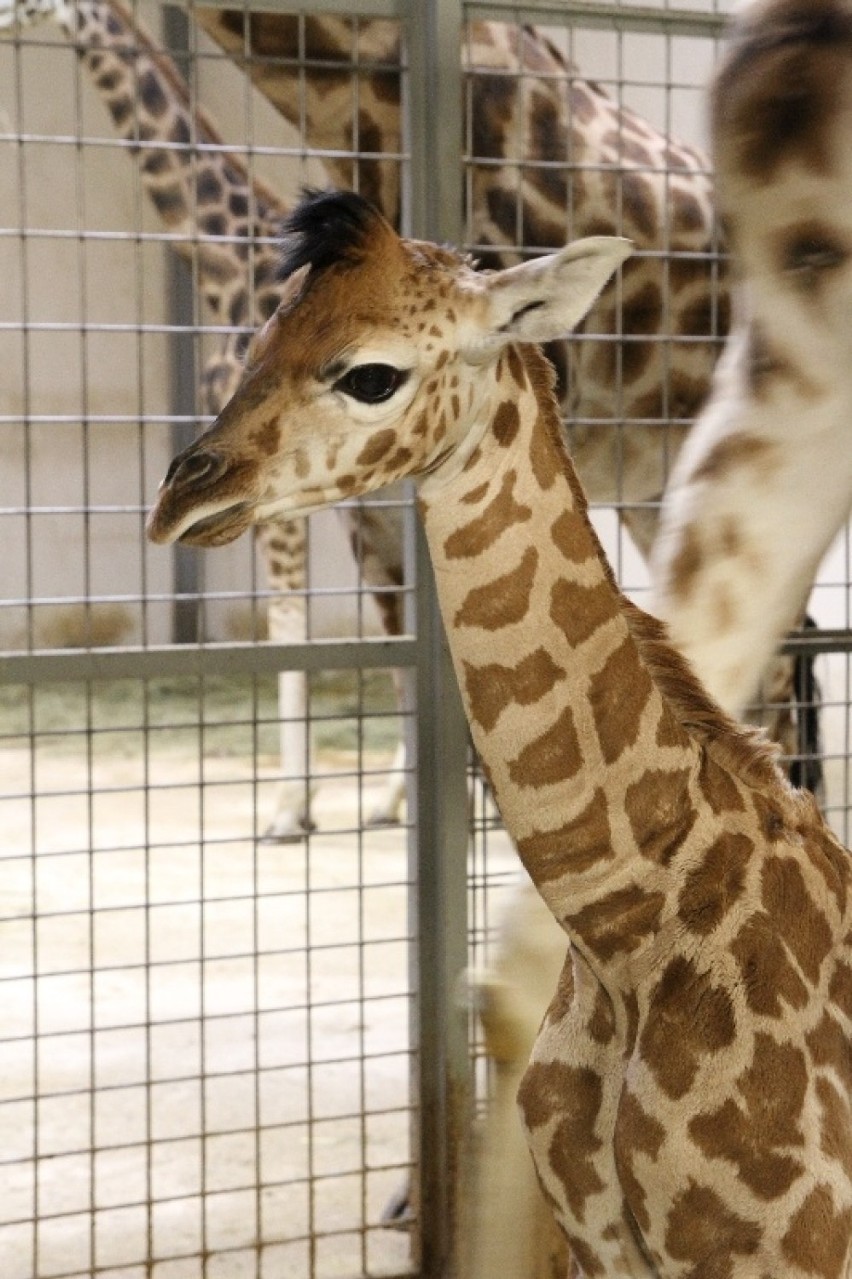 Żyrafa urodziła się w ogrodzie zoologicznym w Opolu. Wymyśl...