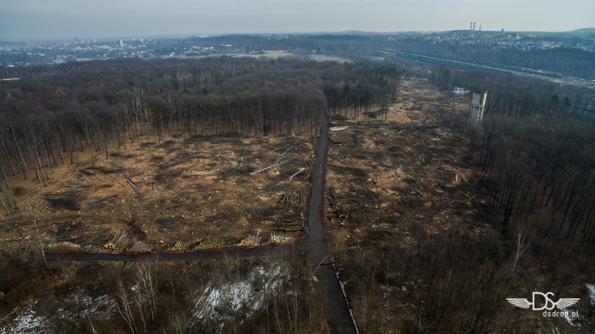 Wycinają las pod Drogę Racibórz Pszczyna