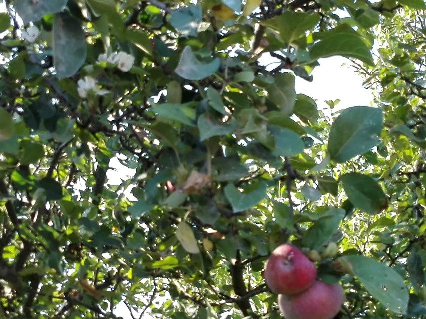 Sierpniowe zakwitnięcie jabłoni, z których wciąż jeszcze nie...