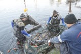 Ośrodek "Grobla Kluki" koło Bełchatowa już przygotował karpie i inne ryby na święta Bożego Narodzenia 2022. CENY