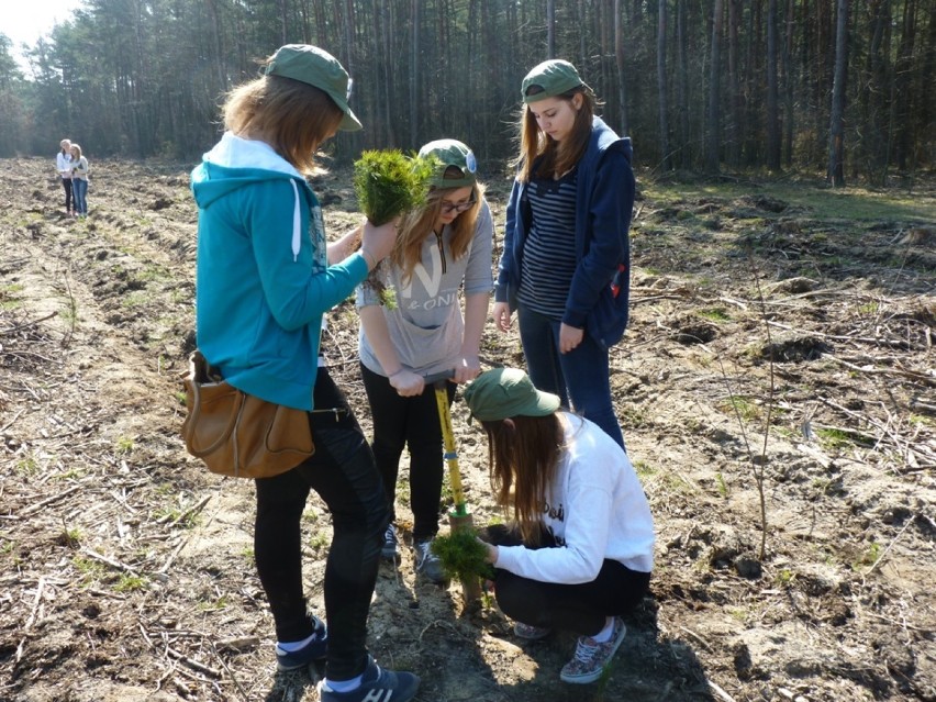 Uczniowie PG 5 w Piotrkowie sadzili las w Malutkich pod...