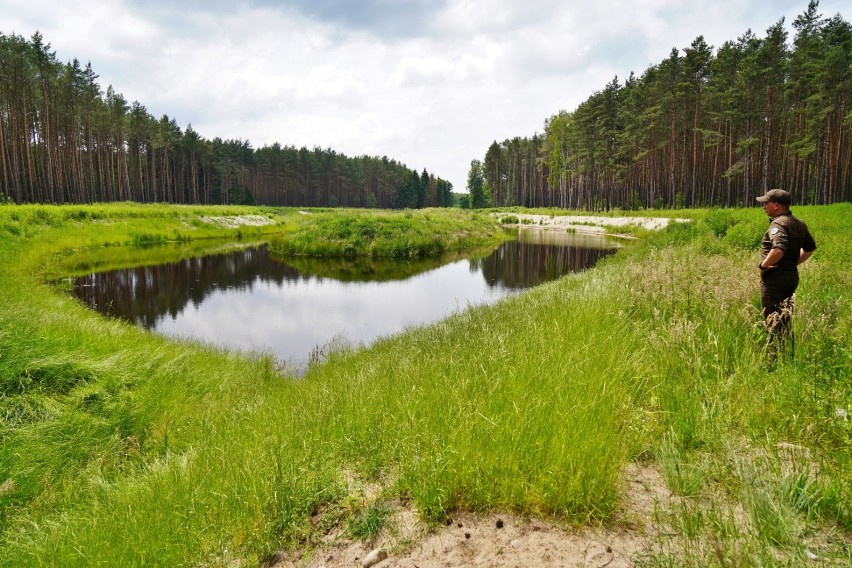 Mała retencja - działania Nadleśnictwa Lipka w lasach powiatu człuchowskiego