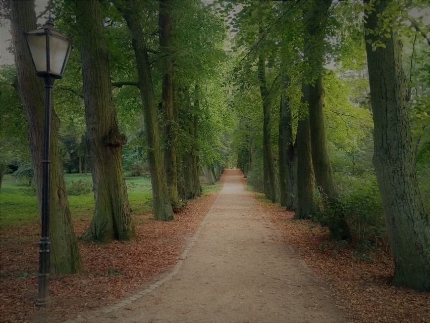 Park w Gołuchowie. Urokliwe miejsce na weekendowy spacer