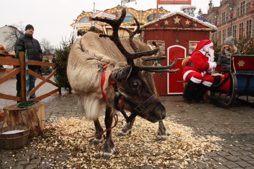 Rudolf i Kometka na Jarmarku Bożonarodzeniowym. Żywe renifery w zagrodzie św. Mikołaja [ZDJĘCIA]
