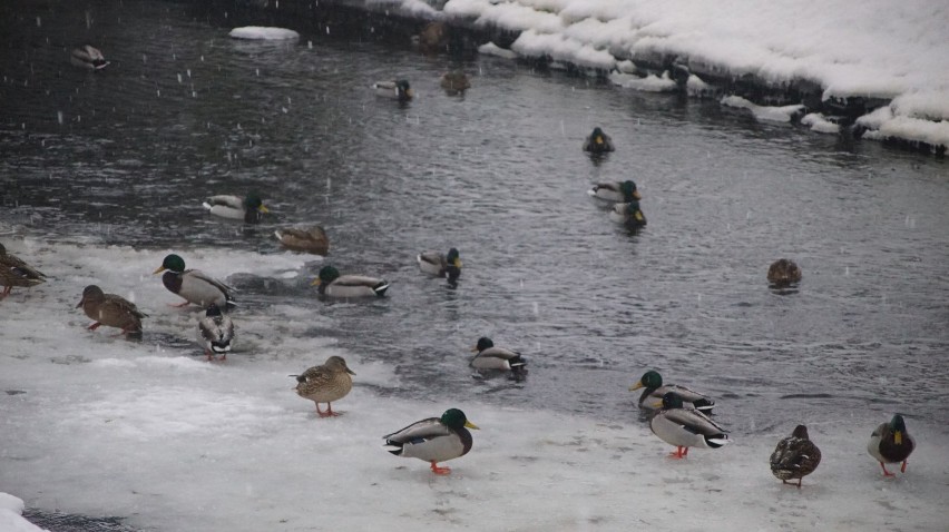 Sławno: Kaczki opanowały kanał miejski w parku [zdjęcia]