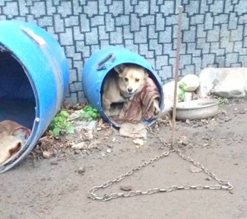 Po interwencji malborskiego Reksa pilnie potrzebna pomoc. "Te mikropieski trzeba zabrać z tych warunków"