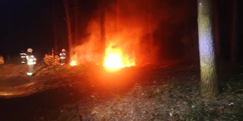 Pożar lasu w Tarnowie. Z ogniem walczy pięć zastępów straży pożarnych