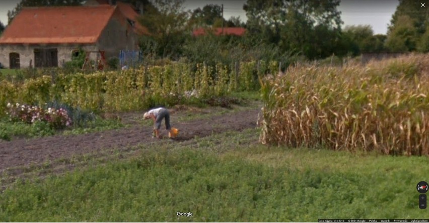 Przyłapani przez Google Street View podczas prac w okolicy Wągrowca. Pielili ogród, pracowali w polu a oni zrobili im zdjęcia