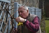 Z Mariboru do Malborka: Przyjechał przyciąć najstarszą winorośl świata