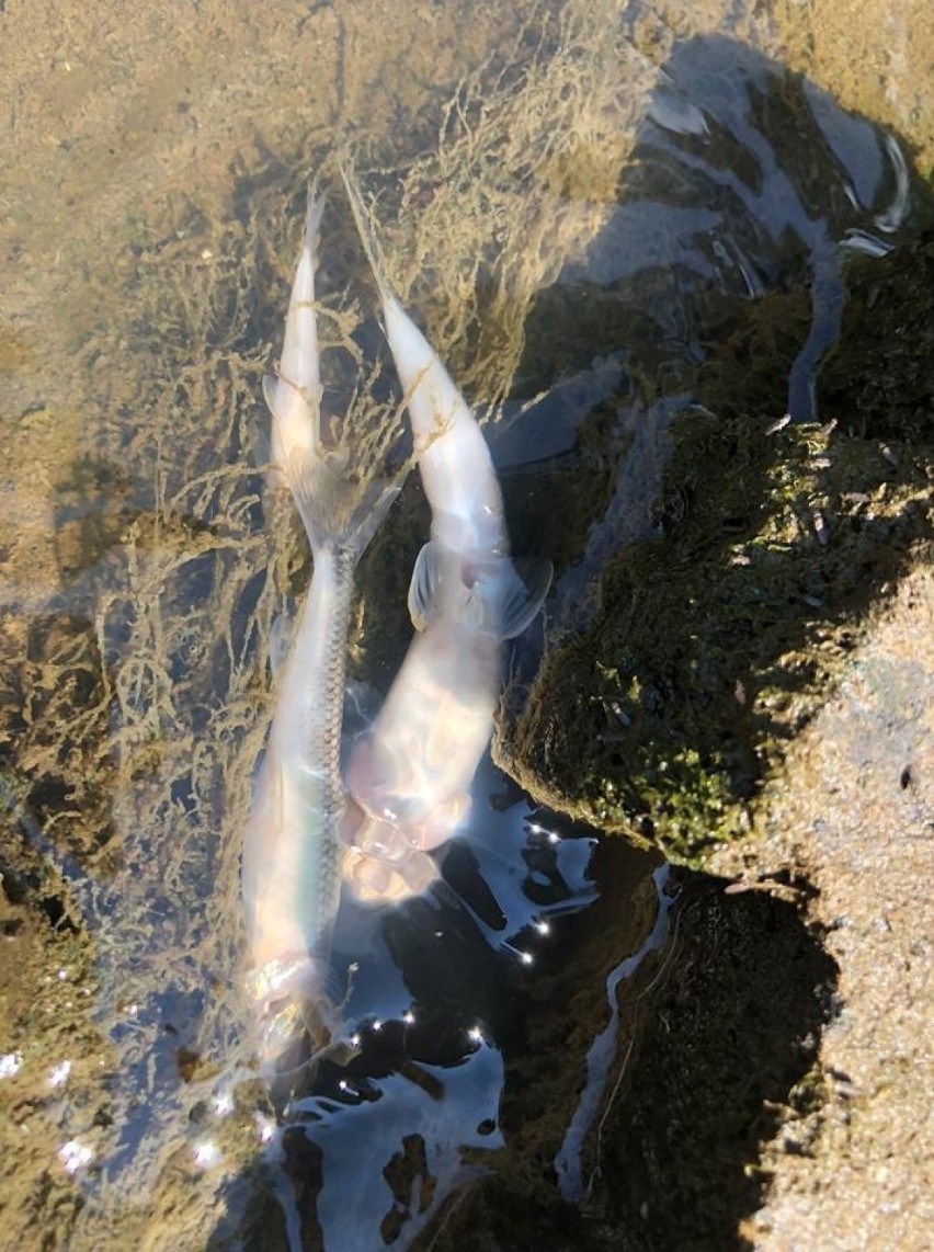 Kraków. Martwe ryby w Wildze. Czy do rzeki dostały się toksyczne substancje? [ZDJĘCIA]