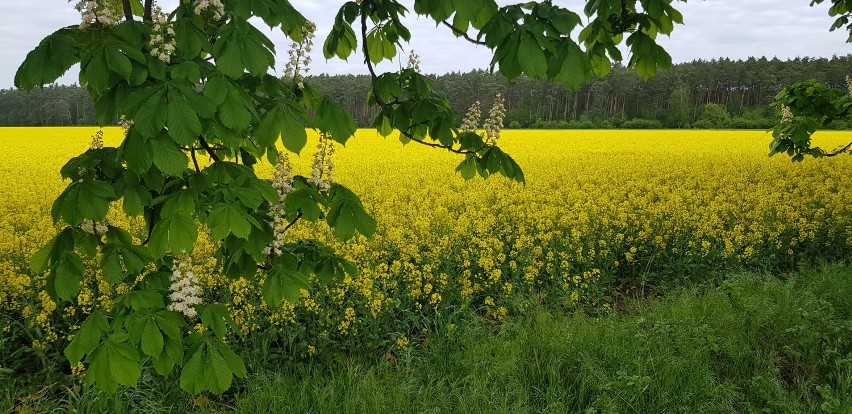 Wiosna w Sycowie. Cudowna galeria naszych Czytelników [ZDJĘCIA]