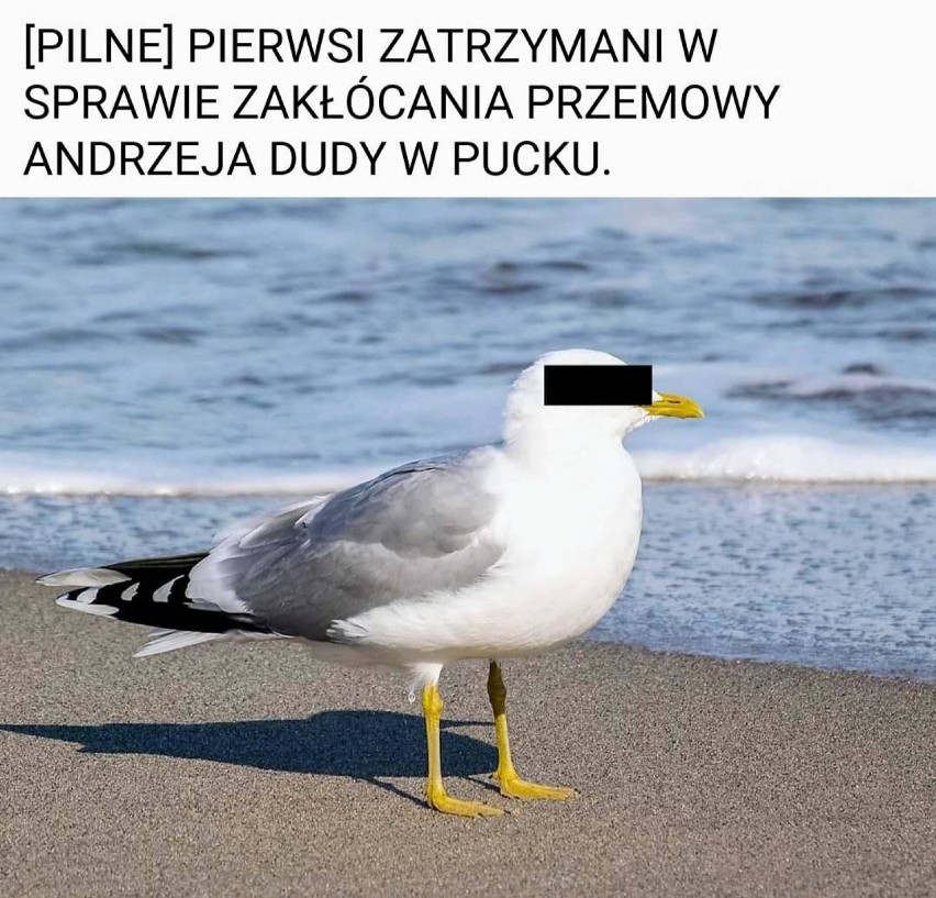 Andrzej Duda w Pucku na zaślubinach Polski z morzem w 2020 roku. Internet komentuje wizytę prezydenta [MEMY]