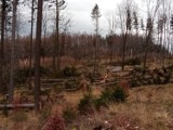 Wichura w Bielsku-Białej: las poniósł duże straty ZDJĘCIA