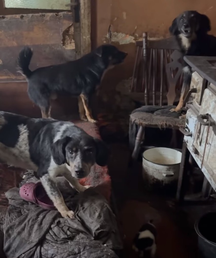 Zwłoki psów w domu, chore szczenięta w tapczanie i psy brodzące w fekaliach. Dramat zwierząt w gminie Czastary