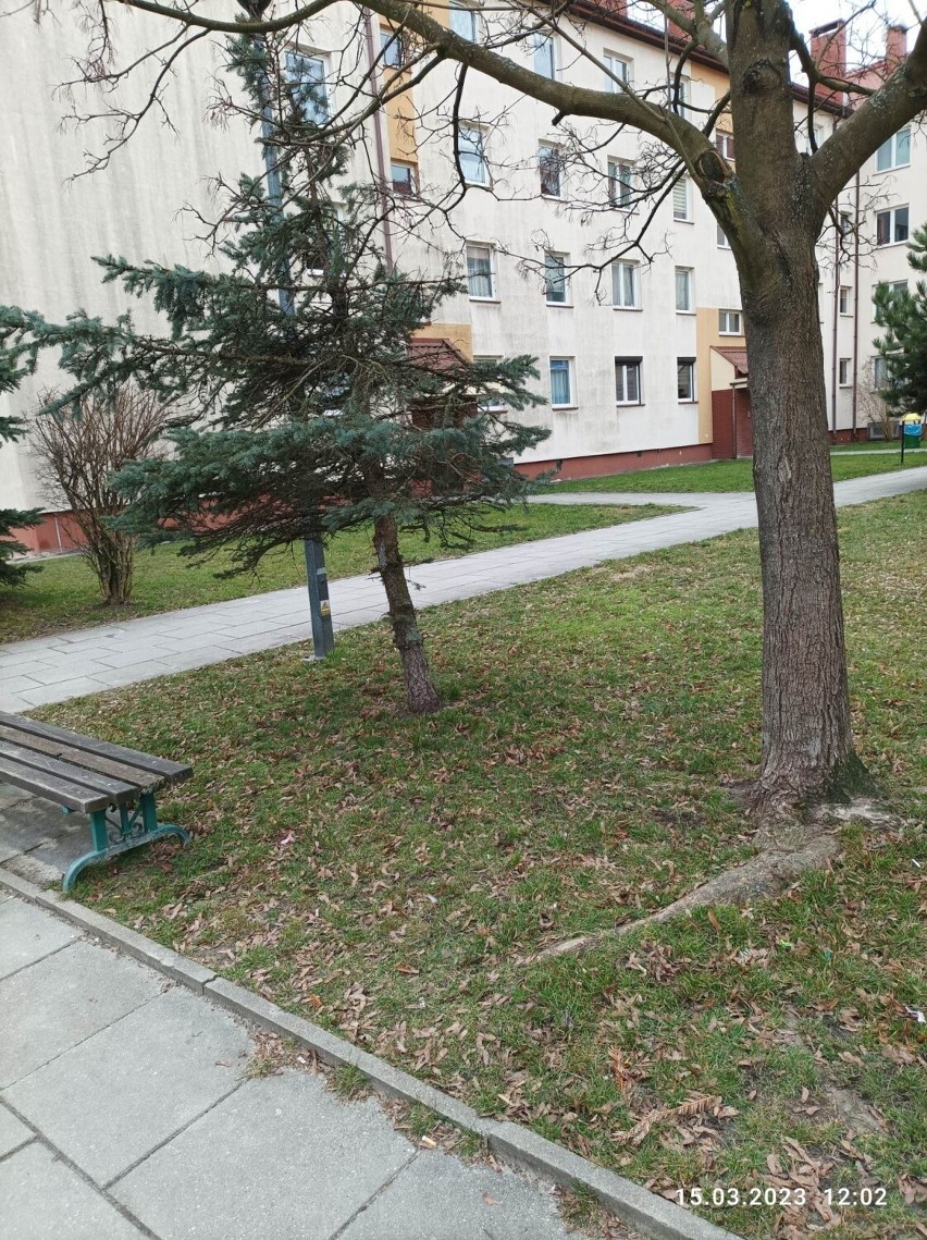Administracja osiedla Sieje w Kielcach chce wyciąć drzewo. O zdanie pyta mieszkańców. Co oni na to?