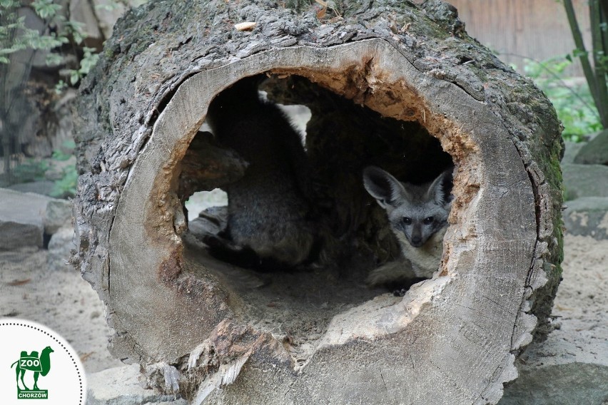 Otocjon.
Mieszkańcy Śląskiego Ogrodu Zoologicznego w...