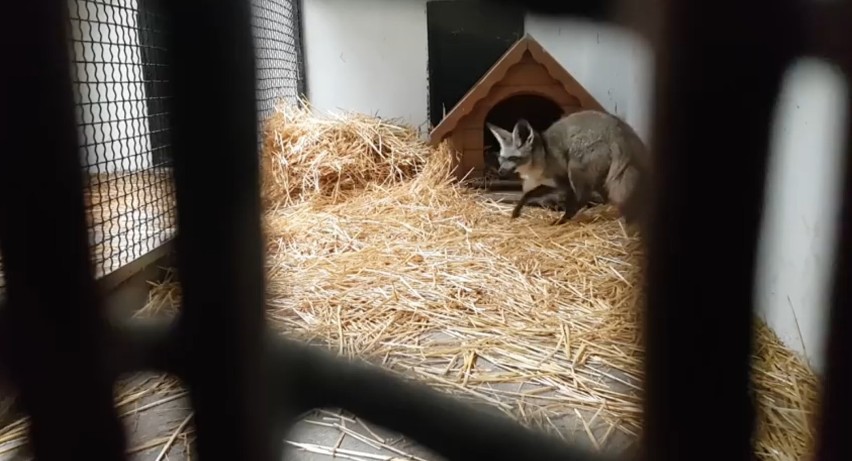 Otocjon.
Mieszkańcy Śląskiego Ogrodu Zoologicznego w...