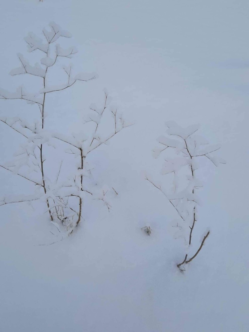 Maleńkie Majewo niedaleko Gniewu w śnieżnej oprawie. Zobacz te piękne widoki