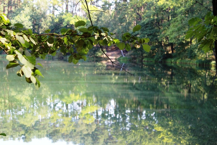 Jeziorko Czarne schowane wśród lasów.