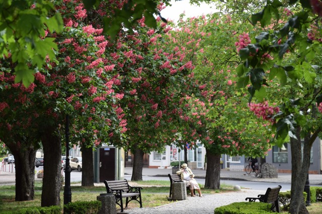 W Słubicach kasztany rosną niemal na każdym kroku. Drzewa zakwitły i przygraniczne miasto wygląda teraz jeszcze piękniej! Park z fontanną, centrum Słubic, Plac Bohaterów - królują tu teraz róż i biel! Zobaczcie sami!