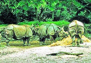 Zoo w Bazylei powstało w 1874 roku. Największą atrakcją jest pawilon, który przedstawia życie na sawannie. Zwiedzający mogą pomagać pracownikom w  szczotkowaniu lub karmieniu niektórych zwierząt.