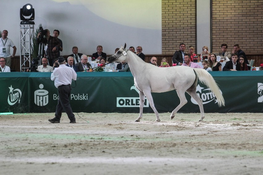 Nieudana aukcja koni arabskich  w Janowie Podlaskim (ZDJĘCIA)