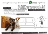 Adoptuj psa lub kota za złotówkę w schronisku dla zwierząt w Bełchatowie. "PSIEprowadzki" już w niedzielę