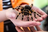 Wystawa żywych pająków i skorpionów w MDK w Rumi