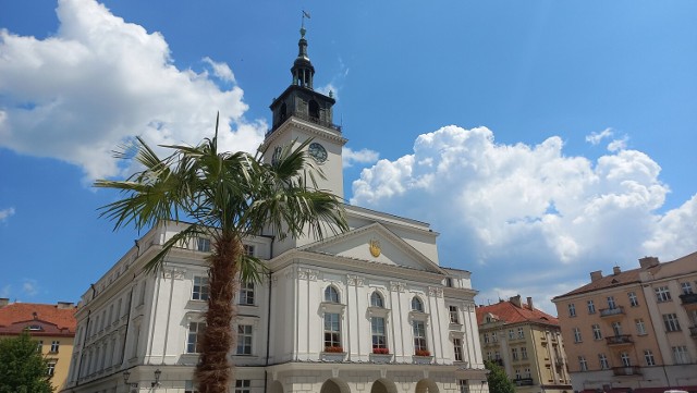 Wakacje pod palmą... w Kaliszu. Pod egzotycznym drzewem na Główny Rynku pojawi się siedzisko