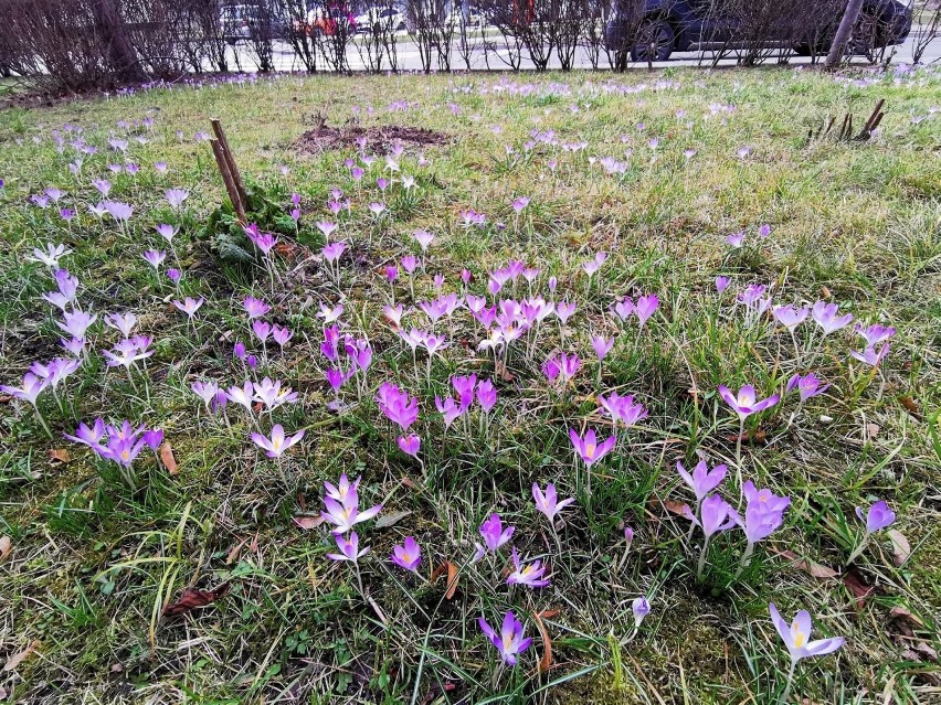 Pole fioletowych krokusów w Bogucicach

Zobacz kolejne...