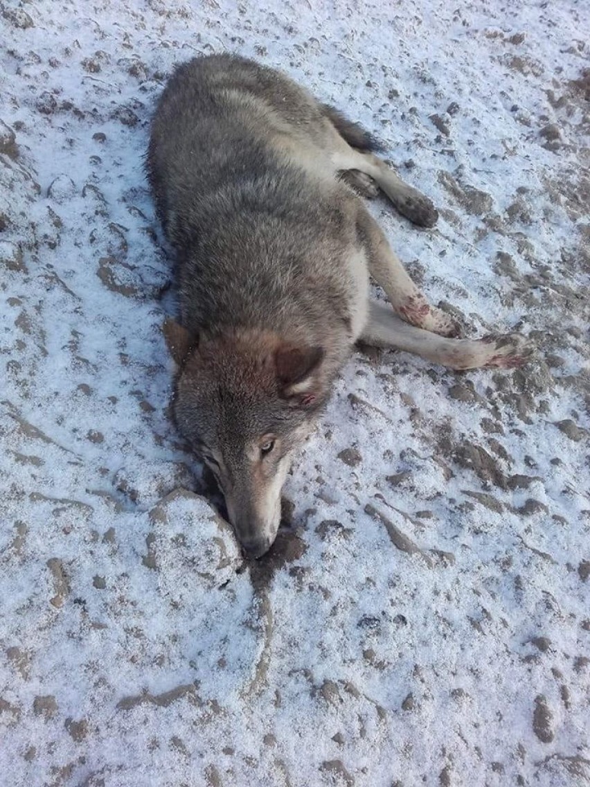 Zwierzę leżało na polu przy drodze w Wielkich Radowiskach.