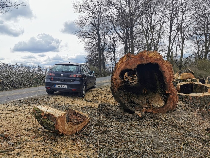 Wycinają gigantyczne drzewa przy drodze pod Damasławkiem 