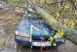 Kraśnik: Drzewo przewróciło się na samochód. Nikt nie ucierpiał ZDJĘCIA