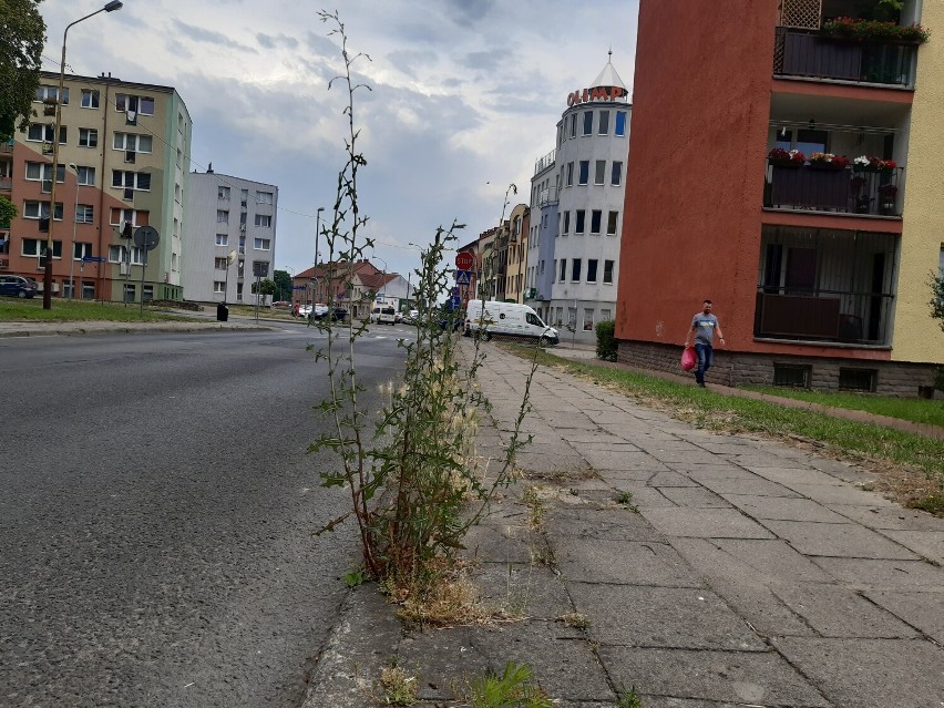 Centrum Goleniowa, chwasty po pas. Nikt tego nie widzi?