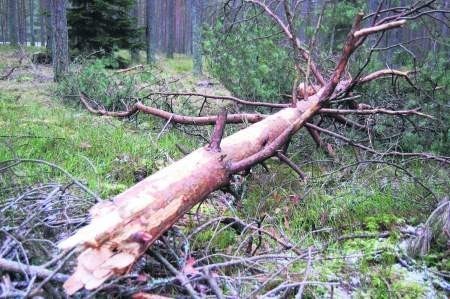 W lasach jest teraz mnóstwo powalonych drzew, które można tanio kupić od leśników. fot. mateusz węsierski