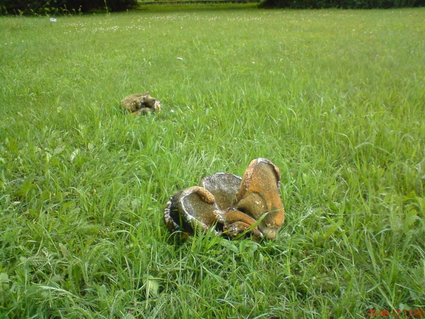 Rosną jak grzyby po deszczu w parku na Rapackiego..:>))