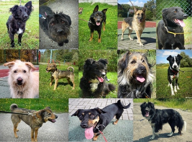 Schronisko w Chorzowie przygarnia zarówno psy, jak i koty, które są czipowane, odrobaczane i szczepione.

Wszystko po to, żeby były przygotowane na wzięcie do nowych domów.

Schronisko w Chorzowie: Psy do adopcji część 1
Schronisko w Chorzowie: Psy do adopcji część 2
Schronisko w Chorzowie: Psy do adopcji część 3
Schronisko w Chorzowie: Psy do adopcji część 4
Schronisko w Chorzowie: Psy do adopcji część 5