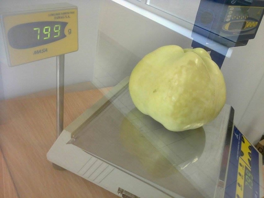 Ogromne jabłko w Głogowie