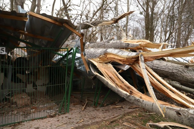 Toruń. Zniszczone schronisko dla zwierząt po nocnej wichurze.