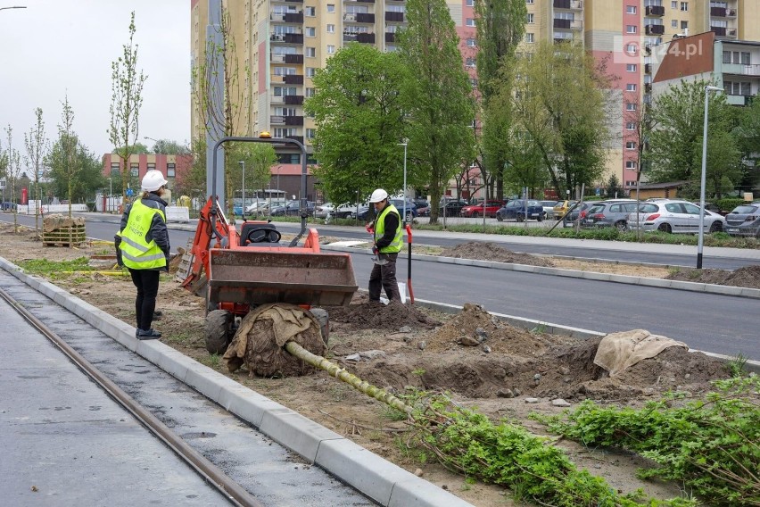 Przebudowywana ulica Szafera daleka od betonowiska. Miasto organizuje setki nasadzeń 