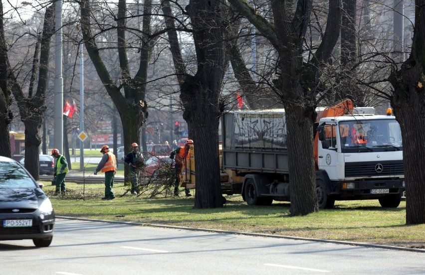 Gdańsk: Przycinka 200-letnich drzew przy Alei Zwycięstwa [ZDJĘCIA]