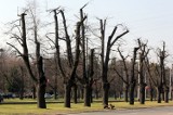 Gdańsk: Przycinka 200-letnich drzew przy Alei Zwycięstwa [ZDJĘCIA]