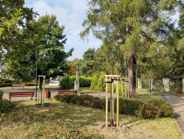 W Skarżysku - Kamiennej trwa akcja sadzenia drzew, nadzoruje ją miejski ogrodnik.