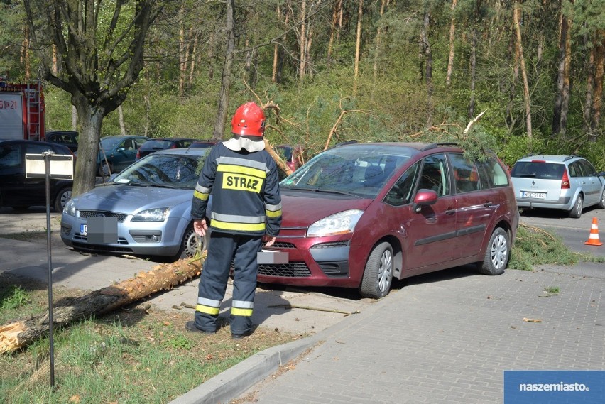 Silny wiatr we Włocławku. Powalone drzewo uszkodziło samochody na ulicy Wienieckiej [zdjęcia]