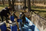 Wigierski Park Narodowy. Narybek siei i sielawy już w wigierskich jeziorach [Zdjęcia]