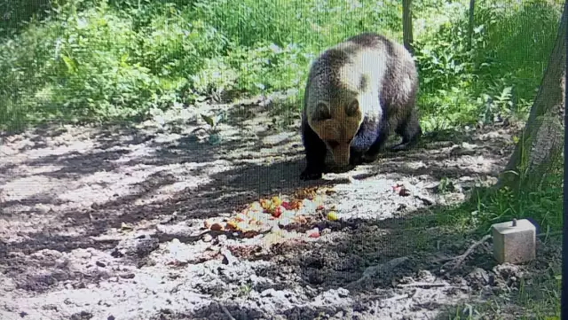 Zdjęcie niedźwiedzia wykonane przez fotopułapkę 14 maja na pograniczu Łękawki i Łękawicy pod Tarnowem